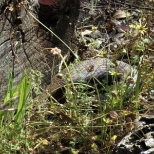 Tiliqua scincoides scincoides at Hughes, ACT - 27 Nov 2020