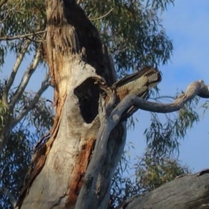 Callocephalon fimbriatum at Hughes, ACT - suppressed