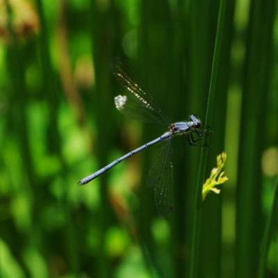 Griseargiolestes intermedius (Alpine Flatwing) at Paddys River, ACT - 27 Nov 2020 by regeraghty