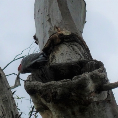 Callocephalon fimbriatum (Gang-gang Cockatoo) at Deakin, ACT - 23 Nov 2020 by JackyF