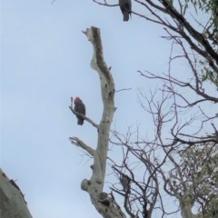 Callocephalon fimbriatum at Deakin, ACT - 24 Nov 2020