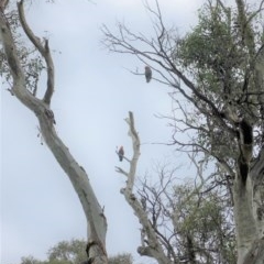 Callocephalon fimbriatum at Deakin, ACT - 24 Nov 2020