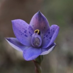 Thelymitra simulata (Graceful Sun-orchid) at Bimberi Nature Reserve - 27 Nov 2020 by shoko