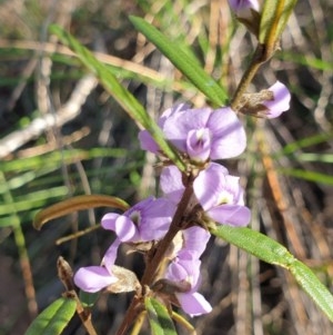 Hovea heterophylla at Cook, ACT - 6 Sep 2020 10:34 PM