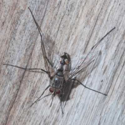 Senostoma sp. (genus) (A parasitoid tachinid fly) at Black Mountain - 23 Nov 2020 by Harrisi