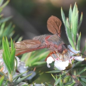 Comptosia sp. (genus) at Tinderry, NSW - 27 Nov 2020