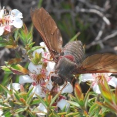 Comptosia sp. (genus) at Tinderry, NSW - 27 Nov 2020