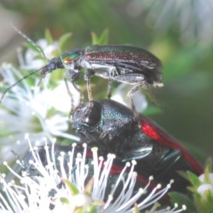 Lepturidea viridis at Jerrabomberra, NSW - 26 Nov 2020