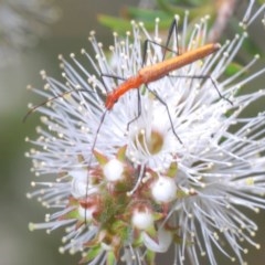 Psilomorpha tenuipes (Longhorn Beetle) at Mount Jerrabomberra - 25 Nov 2020 by Harrisi