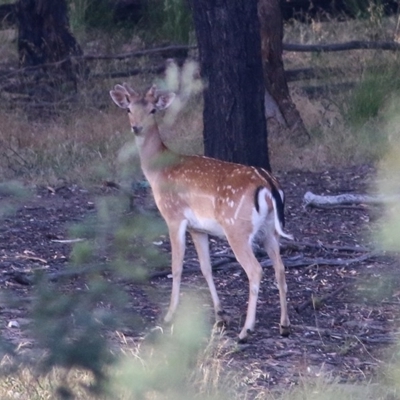 Dama dama (Fallow Deer) at Wodonga - 27 Nov 2020 by Kyliegw