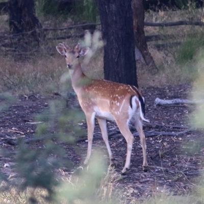 Dama dama (Fallow Deer) at Wodonga - 27 Nov 2020 by KylieWaldon