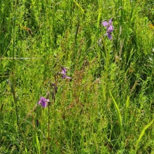 Arthropodium fimbriatum at O'Malley, ACT - 28 Nov 2020