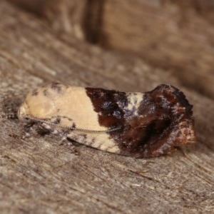 Hypertropha chlaenota at Melba, ACT - 13 Nov 2020