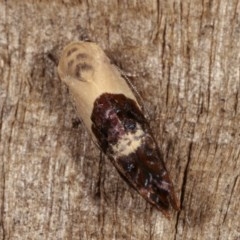 Hypertropha chlaenota at Melba, ACT - 13 Nov 2020