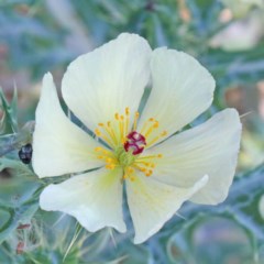 Argemone ochroleuca subsp. ochroleuca (Mexican Poppy, Prickly Poppy) at O'Connor, ACT - 26 Nov 2020 by ConBoekel