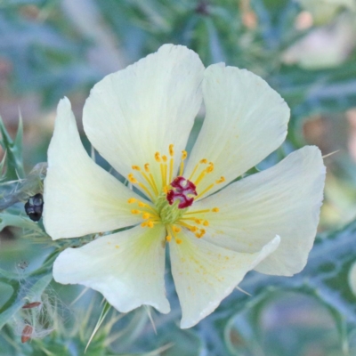 Argemone ochroleuca subsp. ochroleuca (Mexican Poppy, Prickly Poppy) at O'Connor, ACT - 26 Nov 2020 by ConBoekel