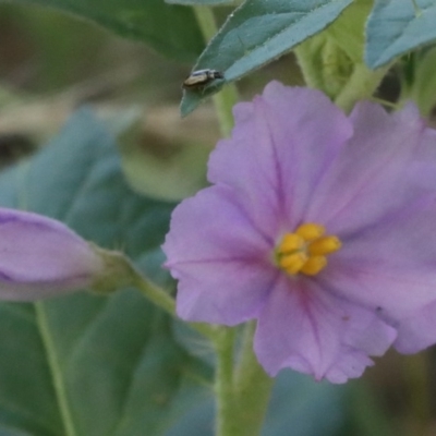 Solanum cinereum (Narrawa Burr) at O'Connor, ACT - 26 Nov 2020 by ConBoekel