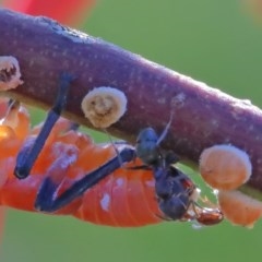 Eurymela fenestrata at O'Connor, ACT - 26 Nov 2020