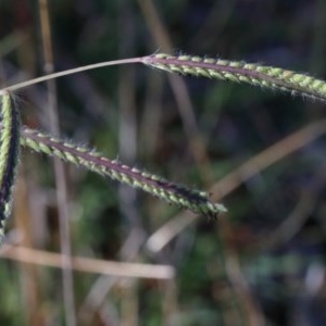 Paspalum dilatatum at O'Connor, ACT - 26 Nov 2020