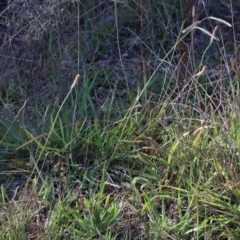 Paspalum dilatatum at O'Connor, ACT - 26 Nov 2020