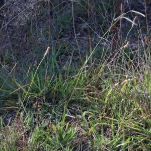 Paspalum dilatatum at O'Connor, ACT - 26 Nov 2020 09:25 PM