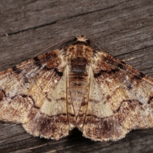 Cryphaea xylina at Melba, ACT - 13 Nov 2020