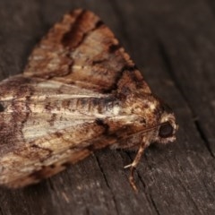 Cryphaea xylina at Melba, ACT - 13 Nov 2020