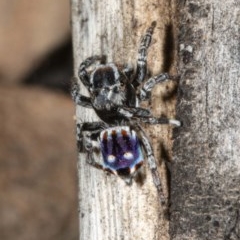 Maratus harrisi (Harris's Peacock spider) at Mount Clear, ACT - 26 Nov 2020 by DerekC