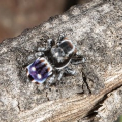 Maratus harrisi at Mount Clear, ACT - suppressed