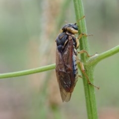 Pergagrapta sp. (genus) at Cook, ACT - 6 Nov 2020