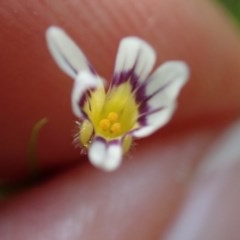 Sisyrinchium rosulatum (Scourweed) at Holt, ACT - 7 Nov 2020 by CathB