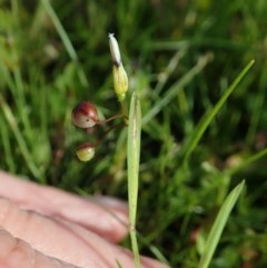 Sisyrinchium rosulatum at Holt, ACT - 8 Nov 2020