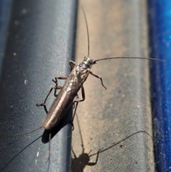 Plecoptera sp. (order) (Unidentified Stone fly) at Paddys River, ACT - 9 Nov 2020 by CathB