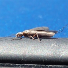 Plecoptera sp. (order) at Paddys River, ACT - 9 Nov 2020