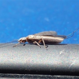 Plecoptera sp. (order) at Paddys River, ACT - 9 Nov 2020