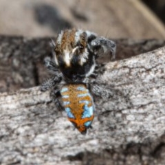 Maratus calcitrans (Kicking peacock spider) at Mount Jerrabomberra - 2 Nov 2020 by DerekC