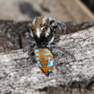 Maratus calcitrans (Kicking peacock spider) at Mount Jerrabomberra QP - 2 Nov 2020 by DerekC