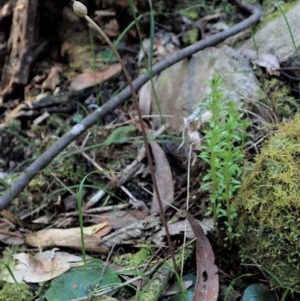 Corysanthes sp. at suppressed - suppressed