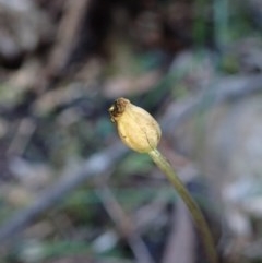 Corysanthes sp. at suppressed - 9 Nov 2020