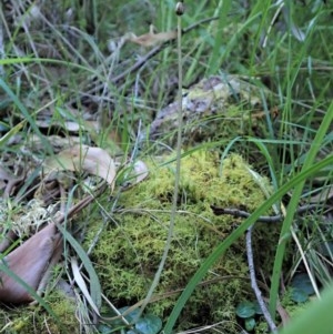 Corysanthes sp. at suppressed - 9 Nov 2020