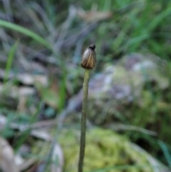 Corysanthes sp. at suppressed - suppressed