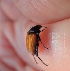 Phyllotocus sp. (genus) (Nectar scarab) at Aranda Bushland - 9 Nov 2020 by CathB