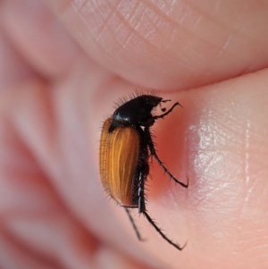 Phyllotocus sp. (genus) at Holt, ACT - 10 Nov 2020