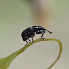 Euops sp. (genus) (A leaf-rolling weevil) at Holt, ACT - 10 Nov 2020 by CathB