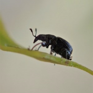 Euops sp. (genus) at Holt, ACT - 11 Nov 2020