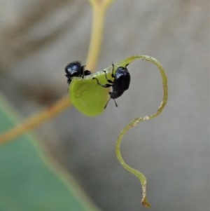 Euops sp. (genus) at Holt, ACT - 11 Nov 2020