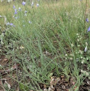 Wahlenbergia stricta subsp. stricta at Cook, ACT - 12 Nov 2020 06:24 AM