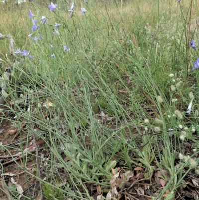 Wahlenbergia stricta subsp. stricta (Tall Bluebell) at Mount Painter - 11 Nov 2020 by CathB