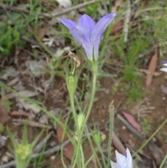 Wahlenbergia stricta subsp. stricta at Cook, ACT - 12 Nov 2020 06:24 AM