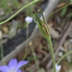 Wahlenbergia stricta subsp. stricta at Cook, ACT - 12 Nov 2020